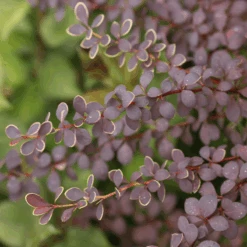 Sunjoy® Tangelo™ Barberry -Florist Shop BerberisSunjoyTangeloIMG 8161 800x800 4a26f60