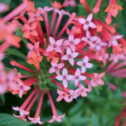 Estrellita Little Star™ Firecracker Bush -Florist Shop BouvardiaEstrellitaLittleStarP1094883 800x800 2b897eb