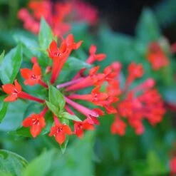 Estrellita™ Scarlet Firecracker Bush -Florist Shop Bouvardia Estrellita Scarlet P1228540 800 800 60