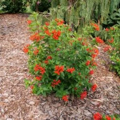 Estrellita™ Scarlet Firecracker Bush -Florist Shop Bouvardia Estrellita Scarlet P1238155 800 800 60