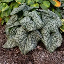 'Jack Of Diamonds' Siberian Bugloss -Florist Shop Brunnera Jack of Diamonds 2 P