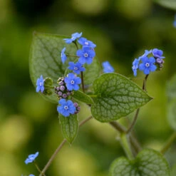 'Queen Of Hearts' Siberian Bugloss 7 'Queen Of Hearts' Siberian Bugloss -Florist Shop Brunnera Queen of Hearts 2 P