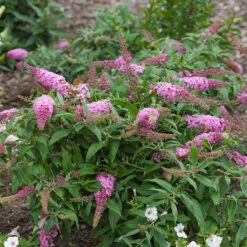 Pugster Pinker™ Butterfly Bush -Florist Shop Buddleia Pugster Pink 1 P