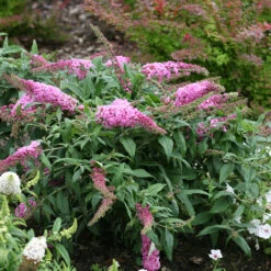 Pugster Pinker™ Butterfly Bush -Florist Shop Buddleia Pugster Pink 3 P