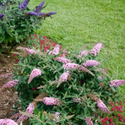 Pugster Pinker™ Butterfly Bush -Florist Shop Buddleia Pugster Pink 6 P