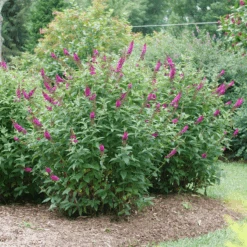 'Miss Molly' Butterfly Bush 8 'Miss Molly' Butterfly Bush -Florist Shop BuddleiaMissMollyP1082695 800x800 505684e