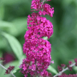 'Miss Ruby' Butterfly Bush 9 'Miss Ruby' Butterfly Bush -Florist Shop BuddleiaMissRubyIMG 7949 800x800 7754d1c