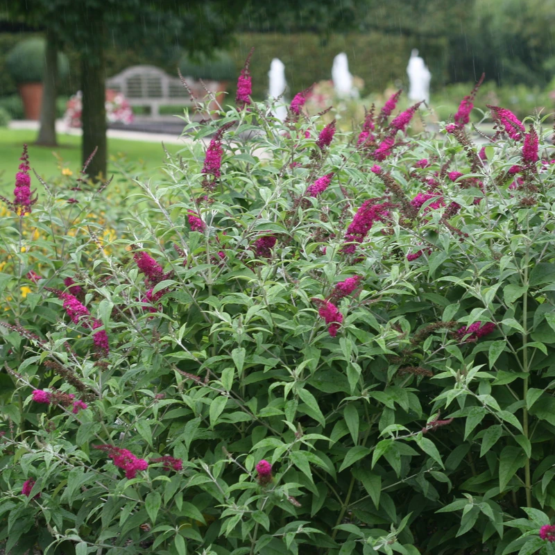 'Miss Ruby' Butterfly Bush 2 'Miss Ruby' Butterfly Bush - Image 2