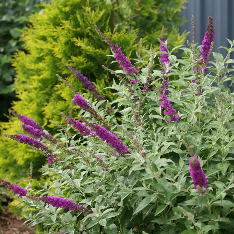 'Miss Violet' Butterfly Bush 4 'Miss Violet' Butterfly Bush - Image 4