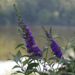 'Miss Violet' Butterfly Bush 7 'Miss Violet' Butterfly Bush -Florist Shop BuddleiaMissVioletP2540397 800x800 c121c21