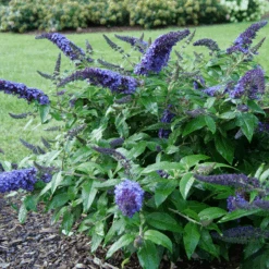Pugster Blue® Butterfly Bush -Florist Shop BuddleiaPugsterBlueP1000453 800x800 e5bd860