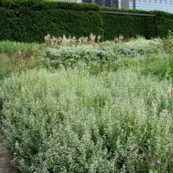Calamint 8 Calamint -Florist Shop Calamintha nepeta lurie garden chicago