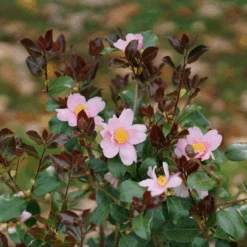 Just Chill Red Tip™ Camellia