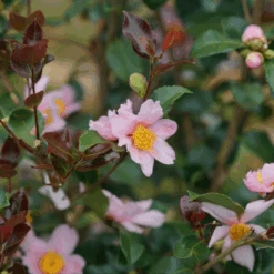 Just Chill Red Tip™ Camellia -Florist Shop CamelliaJustChillRedTipDSC05601 1080x1080 29a208c