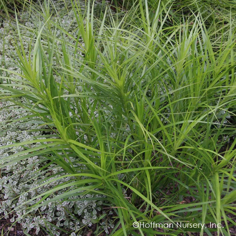 Palm Sedge 2 Palm Sedge - Image 2