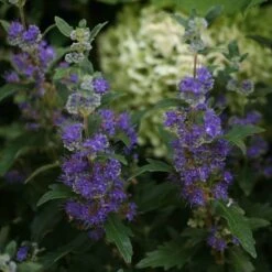 Beyond Midnight® Bluebeard -Florist Shop Caryopteris Beyond Midnight 3 P 31df8b38 198c 4262 97f4 d46a339bb904 sw