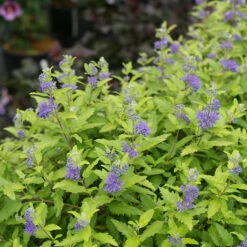 Sunshine Blue® II Bluebeard -Florist Shop Caryopteris Sunshine Blue II 3 P