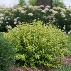 Sunshine Blue® II Bluebeard -Florist Shop Caryopteris Sunshine Blue II 4 P