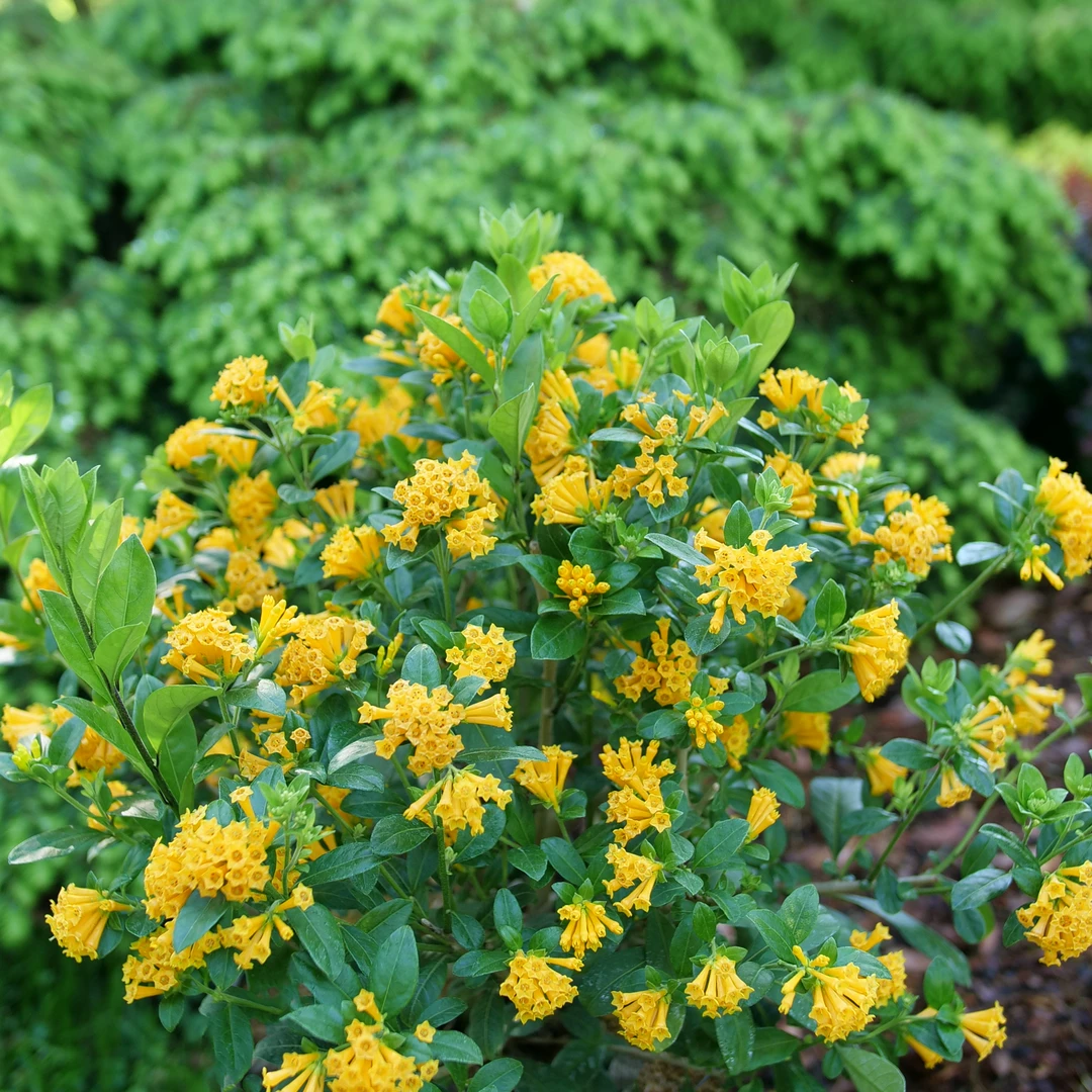 Juiced™ Orange Jessamine 2 Juiced™ Orange Jessamine - Image 2