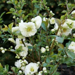 Double Take Eternal White™ Flowering Quince -Florist Shop ChaenomelesDoubleTakeEternalWhiteP1151363 1080x1080 ea480fc
