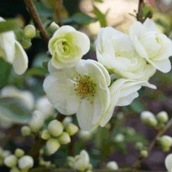 Double Take Eternal White™ Flowering Quince -Florist Shop ChaenomelesDoubleTakeEternalWhiteP1151371 1080x1080 18aece4