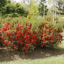 Double Take Orange™ Flowering Quince -Florist Shop ChaenomelesDoubleTakeOrangeIMG 2010 800x800 e0d181f
