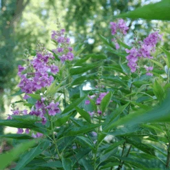 El Niño™ Chitalpa -Florist Shop ChitalpaElNinoP1207523 1080x1080 9bbd7b3