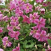 Pink Mink® Clematis