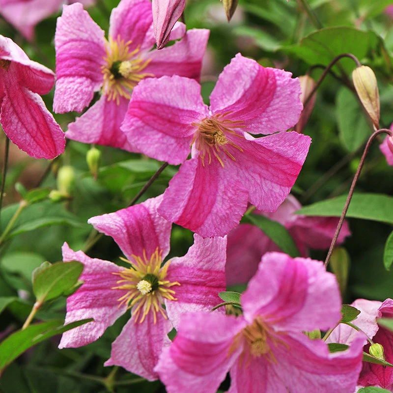 Pink Mink® Clematis 2 Pink Mink® Clematis - Image 2