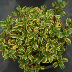 Waxwing™ Gold Mirror Bush -Florist Shop Coprosma Waxwing Gold 3