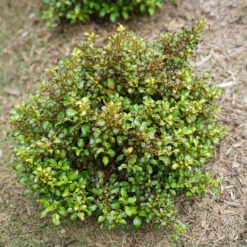 Waxwing™ Lime Mirror Bush -Florist Shop Coprosma Waxwing Lime 4