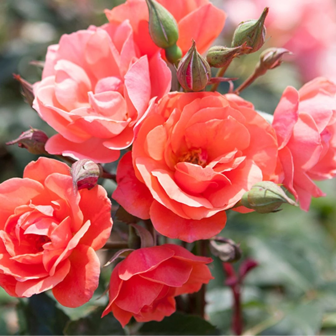 Coral Knock Out® Rose 1 Coral Knock Out® Rose