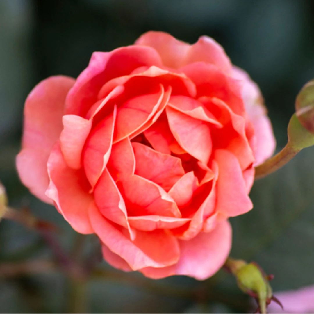 Coral Knock Out® Rose 2 Coral Knock Out® Rose - Image 2