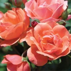 Coral Knock Out® Rose 5 Coral Knock Out® Rose -Florist Shop CoralKnockOut 3