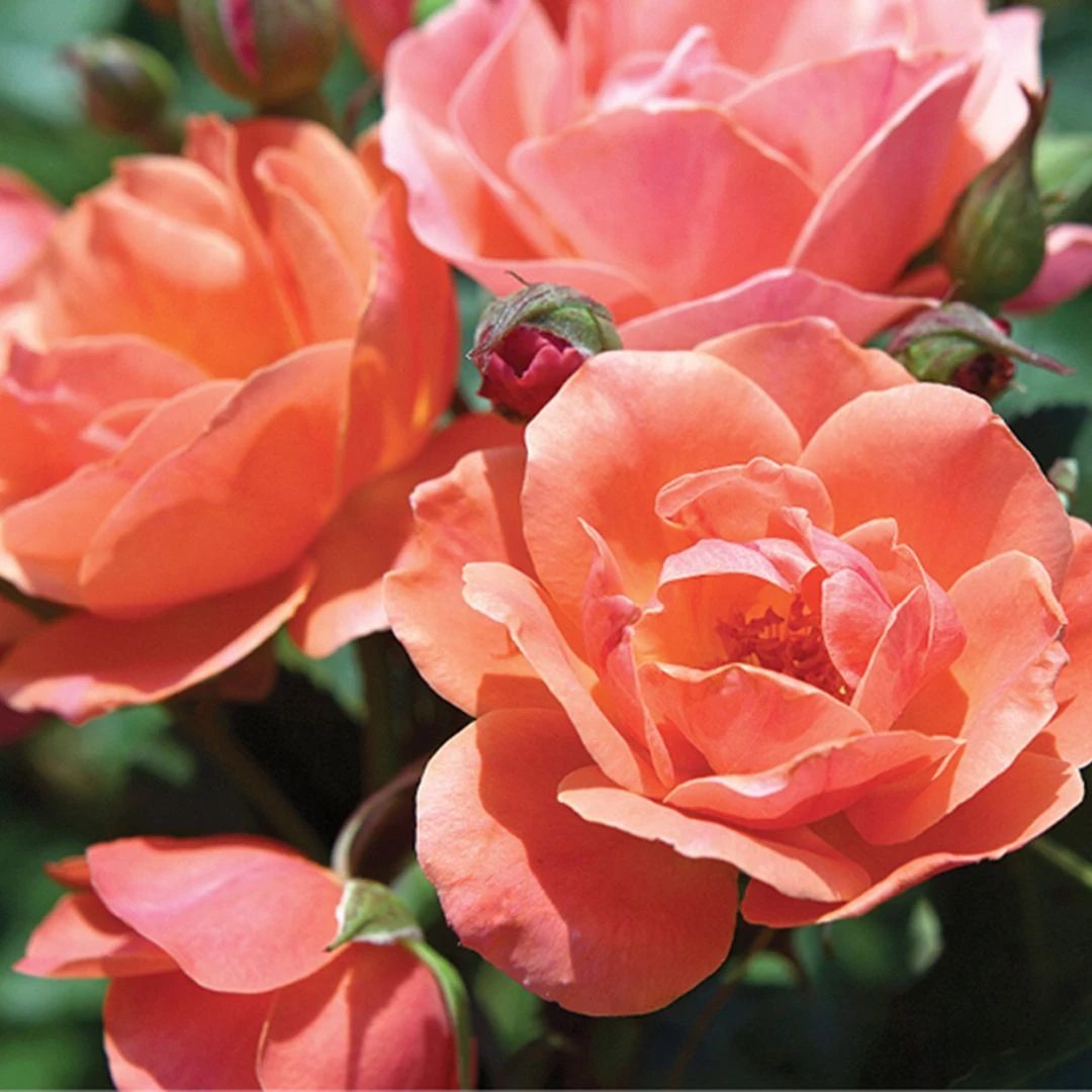 Coral Knock Out® Rose 3 Coral Knock Out® Rose - Image 3