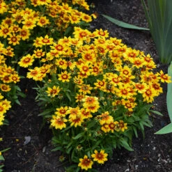 Uptick™ Gold & Bronze Tickseed -Florist Shop Coreopsis Uptick Gold Bronze 3 P