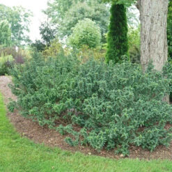 Pucker Up® Red-Twig Dogwood -Florist Shop Cornus Pucker Up 4