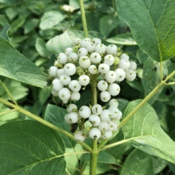 Arctic Fire® Yellow Red-Twig Dogwood 10 Arctic Fire® Yellow Red-Twig Dogwood -Florist Shop CornusArcticFireYellowIMG 036 1080x1080 e6a8233