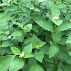 Arctic Fire® Yellow Red-Twig Dogwood 8 Arctic Fire® Yellow Red-Twig Dogwood -Florist Shop CornusArcticFireYellowIMG 1449 1 1080x1080 a0e0f4e