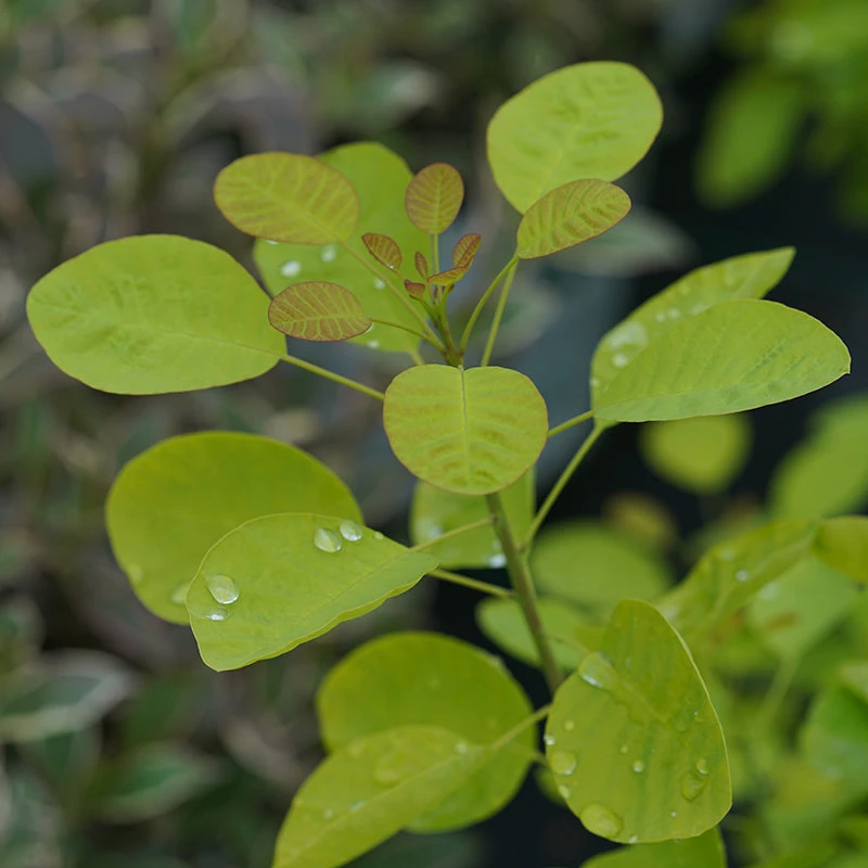 Winecraft Gold® Smokebush 5 Winecraft Gold® Smokebush - Image 5