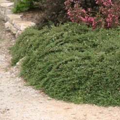 Little Dipper® Cotoneaster -Florist Shop Cotoneaster Little Dipper 3