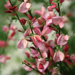 Sister Rosie® Scotch Broom -Florist Shop Cytisus Siste Rosie 3 P