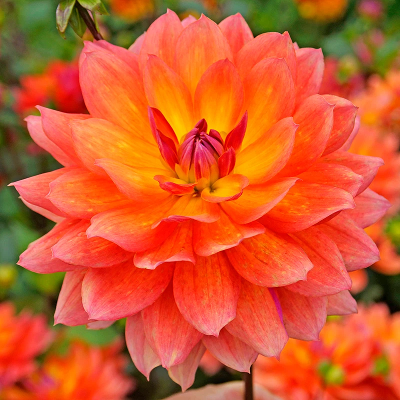 'Firepot' Dahlia 2 'Firepot' Dahlia - Image 2