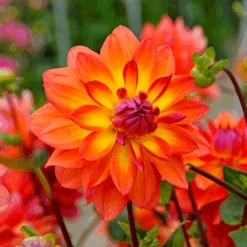 'Firepot' Dahlia 9 'Firepot' Dahlia -Florist Shop DahliaFirepot 150908gbo052