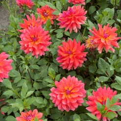 'Firepot' Dahlia 10 'Firepot' Dahlia -Florist Shop DahliaFirepot 200831gbo037