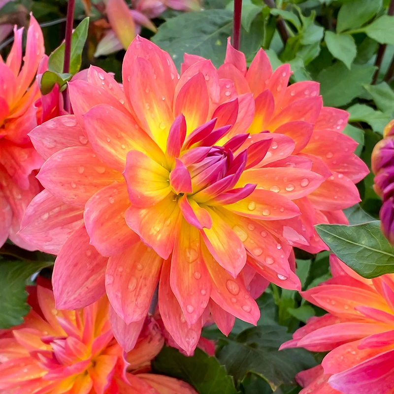 'Firepot' Dahlia 6 'Firepot' Dahlia - Image 6