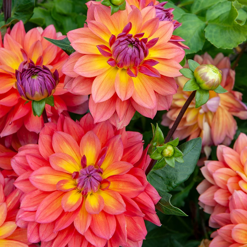 'Firepot' Dahlia 7 'Firepot' Dahlia - Image 7