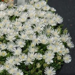 Hot Cakes® 'Coconut Crush' Ice Plant