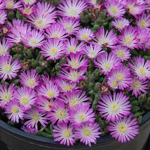 Hot Cakes® 'Fig Fusion' Ice Plant 1 Hot Cakes® 'Fig Fusion' Ice Plant
