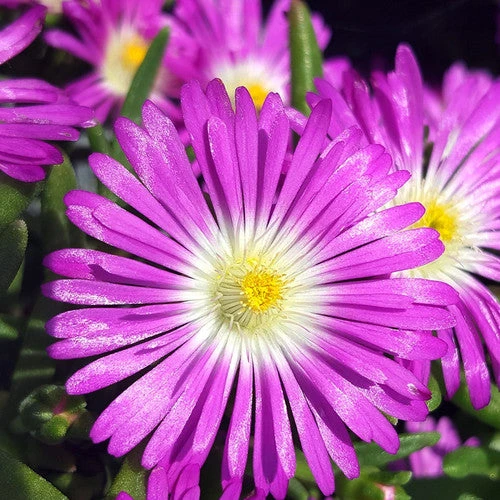 Wheels Of Wonder® Purple Wonder Ice Plant 1 Wheels Of Wonder® Purple Wonder Ice Plant